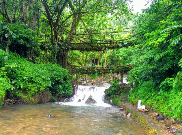 The living root bridges of Meghalaya
